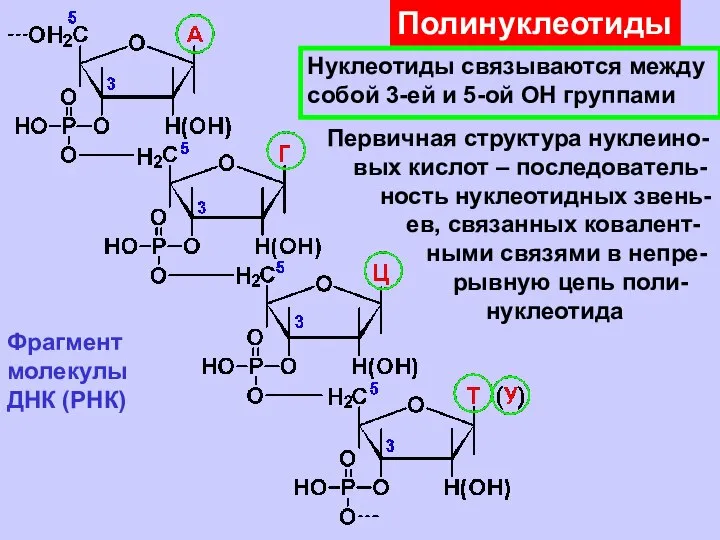 Полинуклеотиды Нуклеотиды связываются между собой 3-ей и 5-ой ОН группами Фрагмент