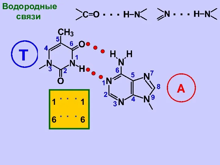 Водородные связи 1 . . . 1 6 . . . 6