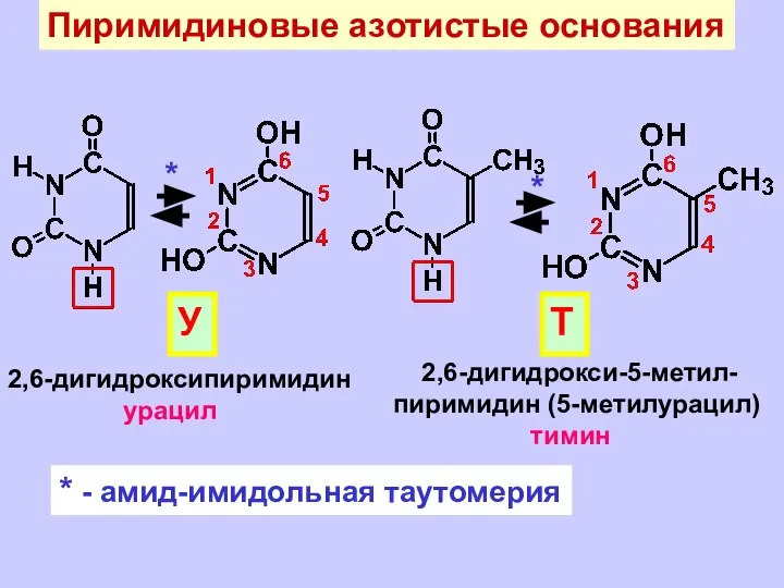 Пиримидиновые азотистые основания 2,6-дигидроксипиримидин урацил У 2,6-дигидрокси-5-метил- пиримидин (5-метилурацил) тимин Т