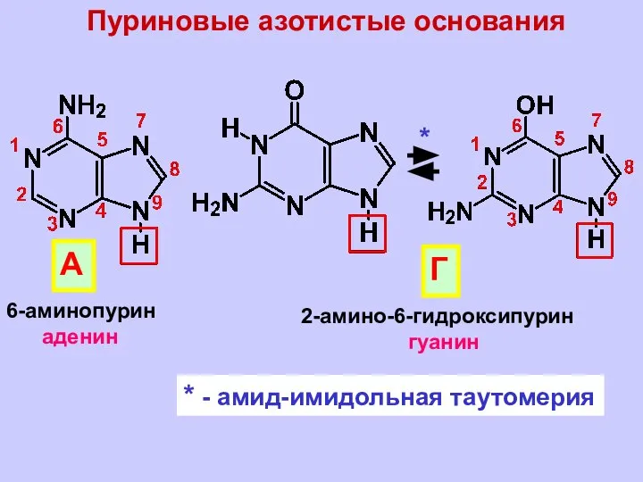 Пуриновые азотистые основания 6-аминопурин аденин А 2-амино-6-гидроксипурин гуанин Г * * - амид-имидольная таутомерия