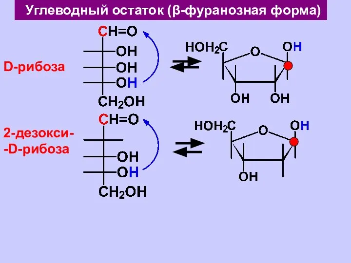 Углеводный остаток (β-фуранозная форма) D-рибоза 2-дезокси- -D-рибоза