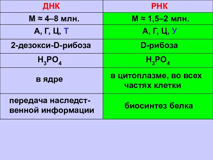 ДНК РНК М ≈ 4–8 млн. М ≈ 1,5–2 млн. А,