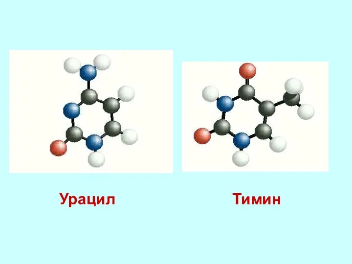 Урацил Тимин