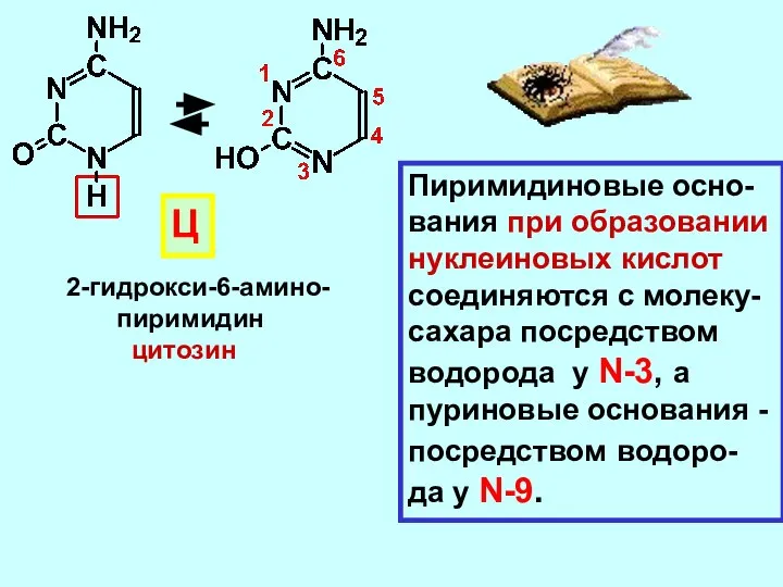 2-гидрокси-6-амино- пиримидин цитозин Ц Пиримидиновые осно- вания при образовании нуклеиновых кислот