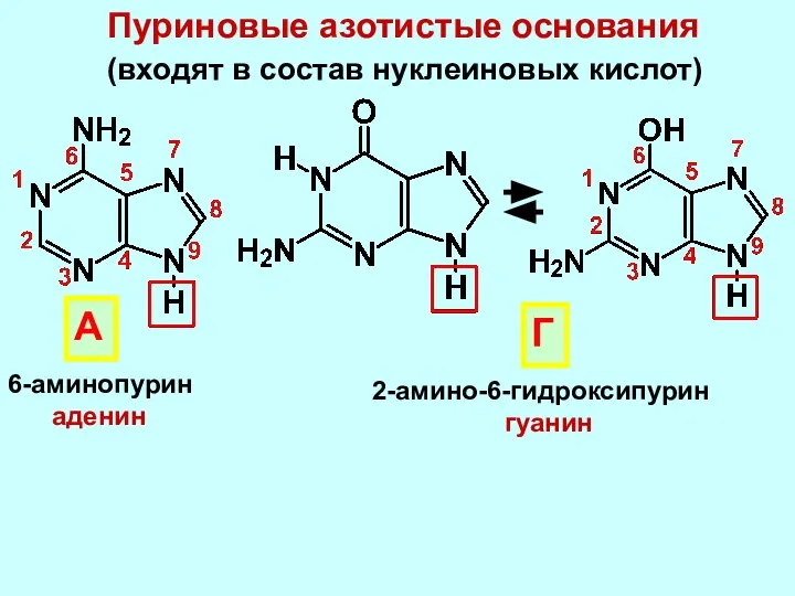 Пуриновые азотистые основания 6-аминопурин аденин А 2-амино-6-гидроксипурин гуанин Г (входят в состав нуклеиновых кислот)