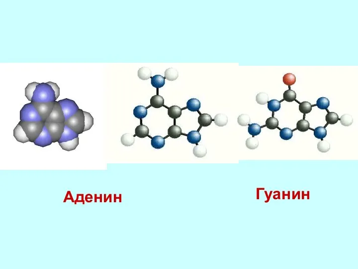 Аденин Гуанин