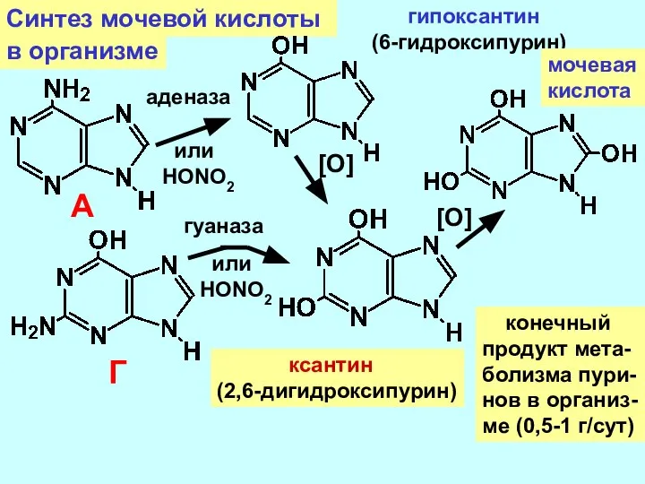 Синтез мочевой кислоты А аденаза или HONO2 в организме [O] гипоксантин