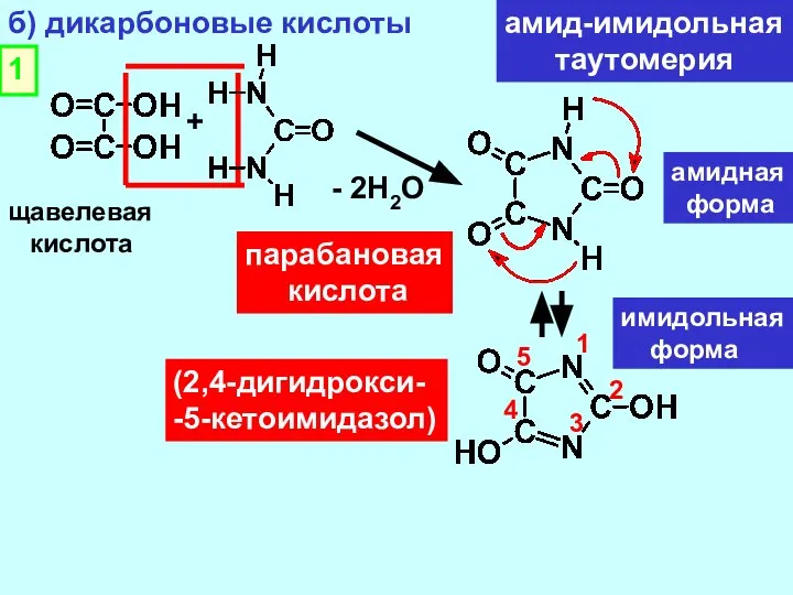 б) дикарбоновые кислоты щавелевая кислота + - 2Н2О парабановая кислота амид-имидольная