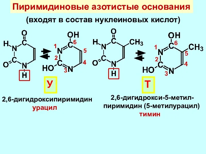 Пиримидиновые азотистые основания (входят в состав нуклеиновых кислот) 2,6-дигидроксипиримидин урацил У 2,6-дигидрокси-5-метил- пиримидин (5-метилурацил) тимин Т