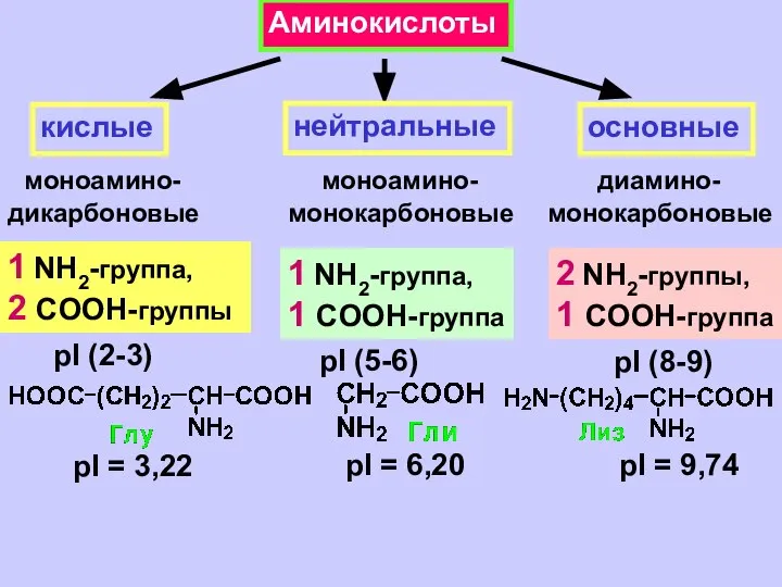 Аминокислоты кислые нейтральные основные моноамино- дикарбоновые моноамино- монокарбоновые диамино- монокарбоновые 1