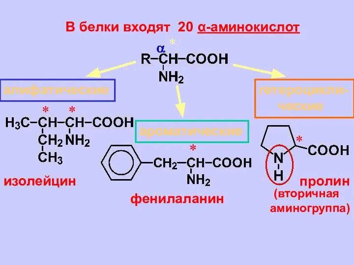 В белки входят 20 α-аминокислот * алифатические ароматические гетероцикли- ческие изолейцин