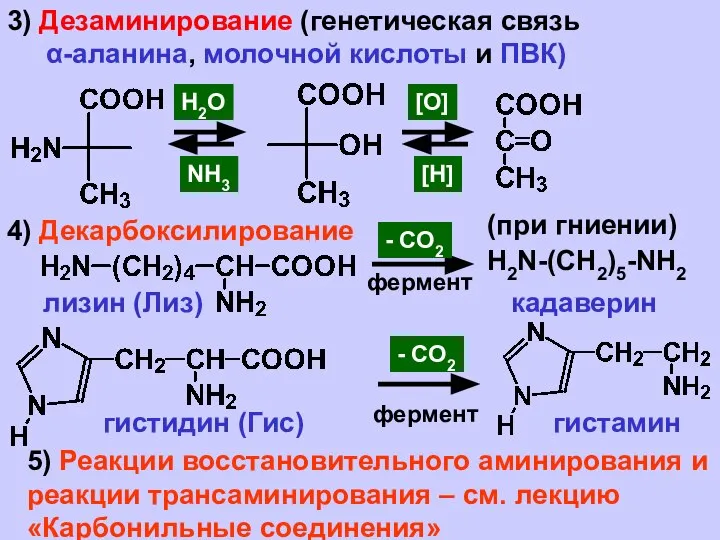 3) Дезаминирование (генетическая связь α-аланина, молочной кислоты и ПВК) Н2O [O]