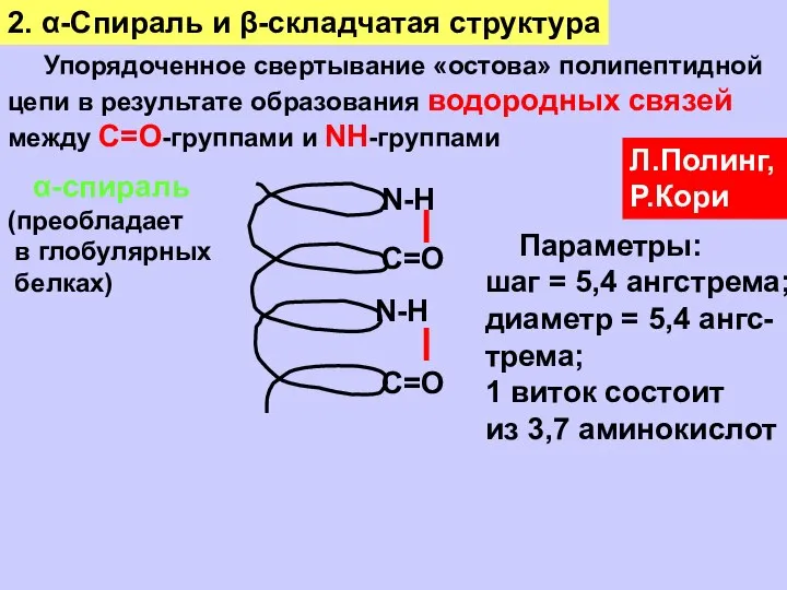 2. α-Спираль и β-складчатая структура Упорядоченное свертывание «остова» полипептидной цепи в