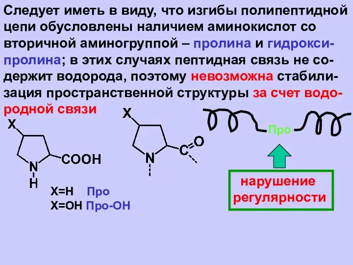 Следует иметь в виду, что изгибы полипептидной цепи обусловлены наличием аминокислот