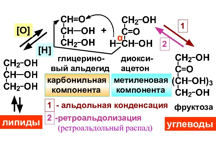 + [O] [H] α липиды глицерино- вый альдегид диокси- ацетон фруктоза