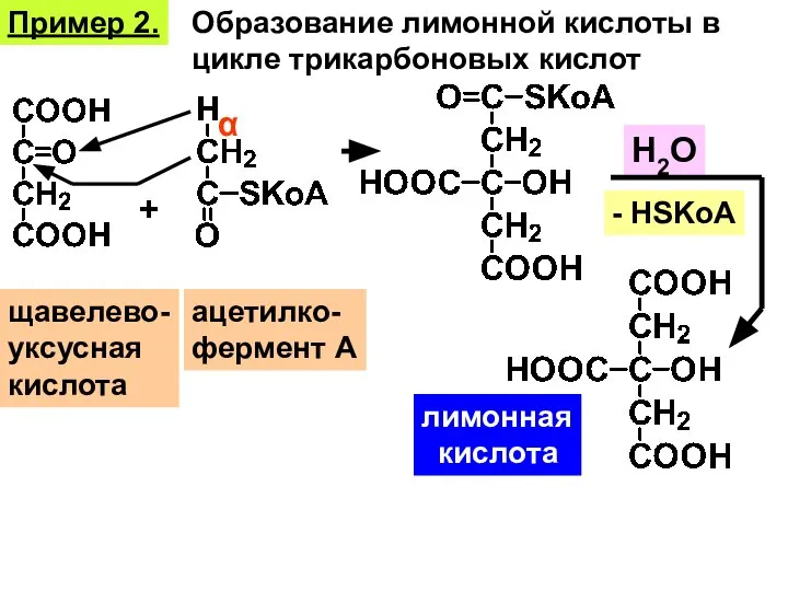 Пример 2. щавелево- уксусная кислота + α ацетилко- фермент А Образование