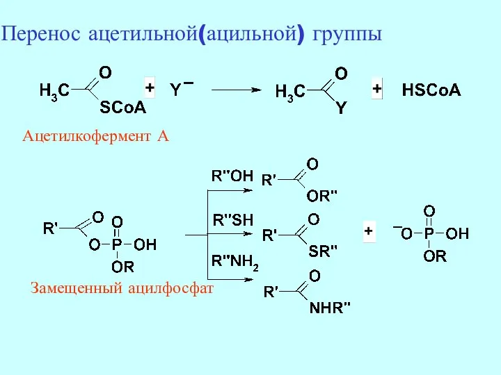 Замещенный ацилфосфат Ацетилкофермент А Перенос ацетильной(ацильной) группы