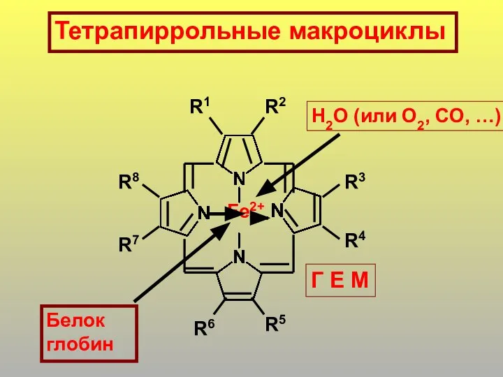 Fe2+ R1 R2 R3 R4 R5 R7 R6 R8 Белок глобин