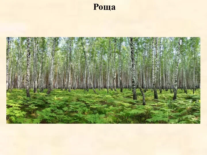 Роща