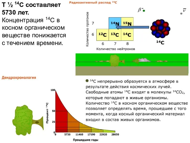 T ½ 14C составляет 5730 лет. Концентрация 14C в косном органическом веществе понижается с течением времени.