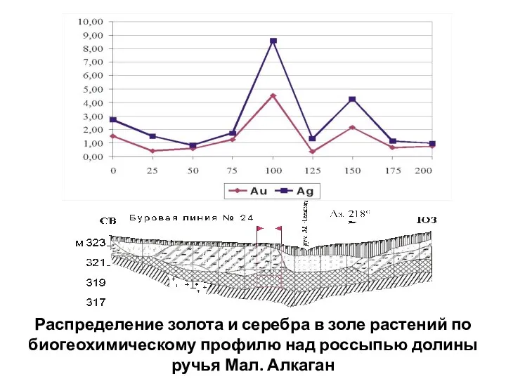 Распределение золота и серебра в золе растений по биогеохимическому профилю над россыпью долины ручья Мал. Алкаган