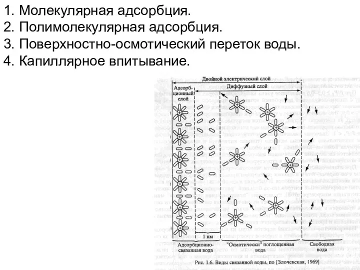 1. Молекулярная адсорбция. 2. Полимолекулярная адсорбция. 3. Поверхностно-осмотический переток воды. 4. Капиллярное впитывание.