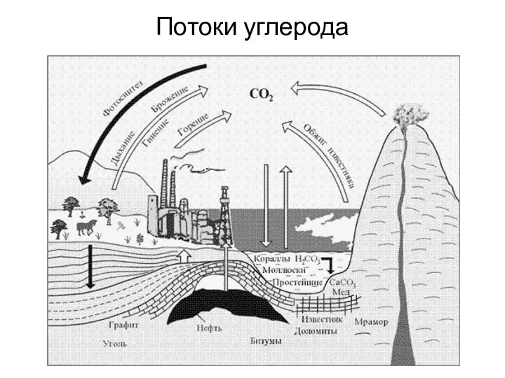 Потоки углерода