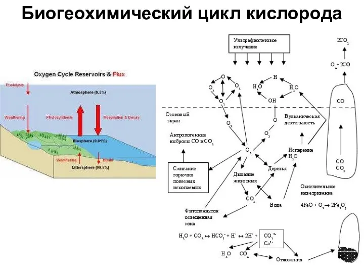 Биогеохимический цикл кислорода