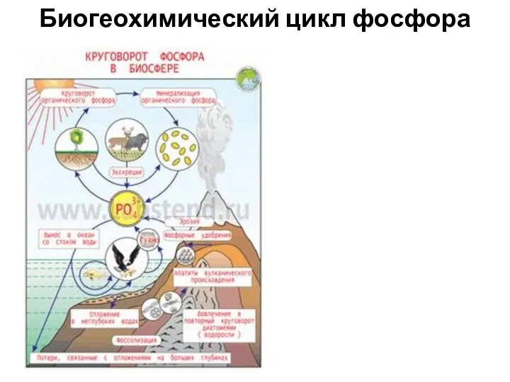 Биогеохимический цикл фосфора