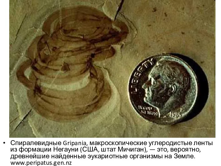 Спиралевидные Gripania, макроскопические углеродистые ленты из формации Негауни (США, штат Мичиган),