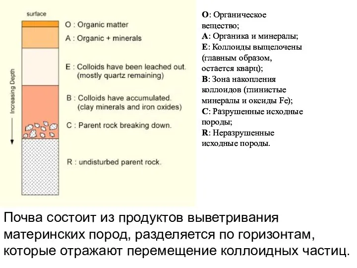 Почва состоит из продуктов выветривания материнских пород, разделяется по горизонтам, которые