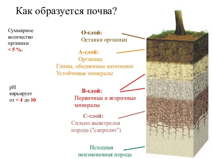 O-слой: Останки органики C-слой: Сильно выветрелая порода (“сапролит”) B-слой: Первичные и