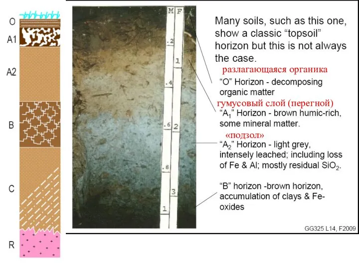 разлагающаяся органика гумусовый слой (перегной) «подзол»