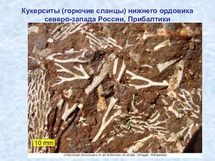 Кукерситы (горючие сланцы) нижнего ордовика северо-запада России, Прибалтики