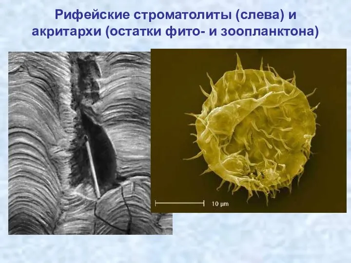 Рифейские строматолиты (слева) и акритархи (остатки фито- и зоопланктона)