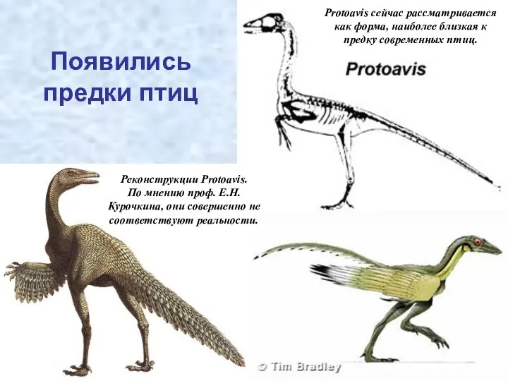 Появились предки птиц Protoavis сейчас рассматривается как форма, наиболее близкая к