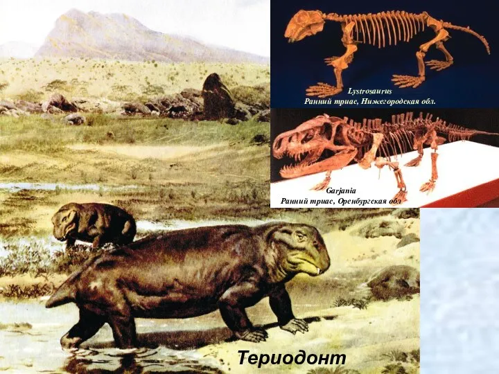 Териодонт Garjania Ранний триас, Оренбургская обл Lystrosaurus Ранний триас, Нижегородская обл.