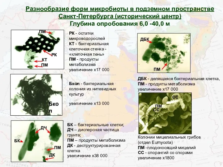 ДБК - делящаяся бактериальная клетка, ПМ - продукты метаболизма увеличение х17