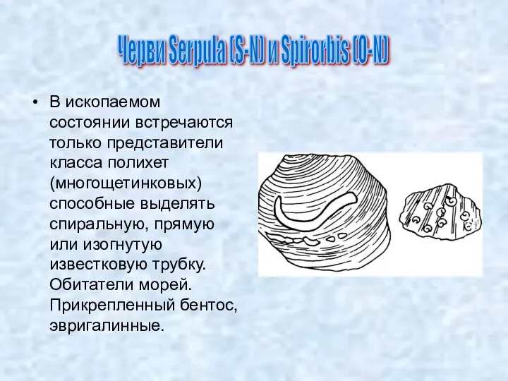 В ископаемом состоянии встречаются только представители класса полихет (многощетинковых) способные выделять