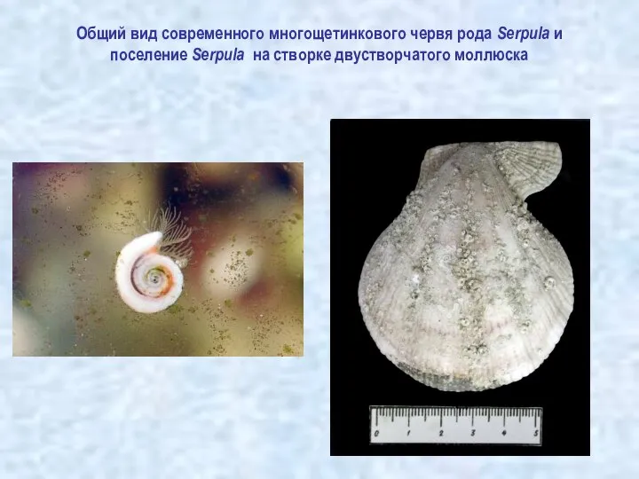 Общий вид современного многощетинкового червя рода Serpula и поселение Serpula на створке двустворчатого моллюска