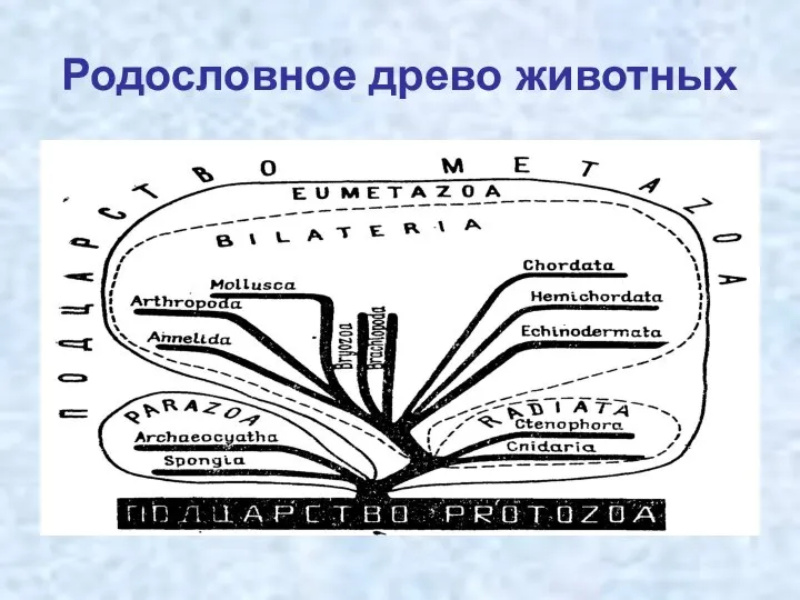 Родословное древо животных