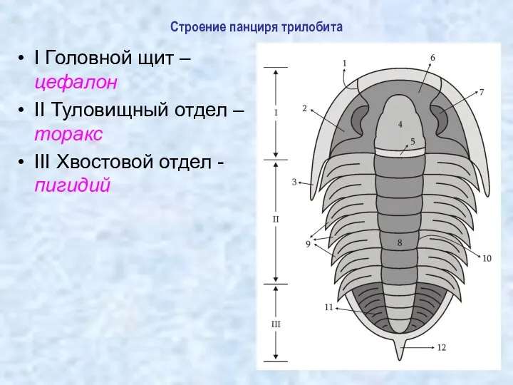 Строение панциря трилобита I Головной щит – цефалон II Туловищный отдел