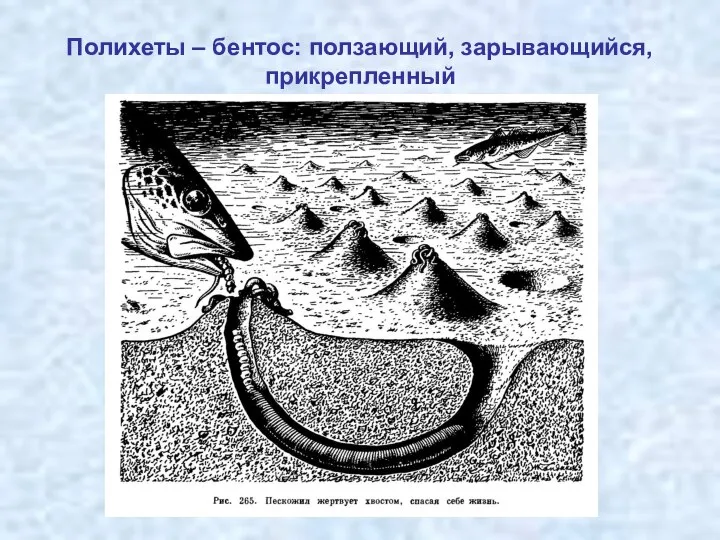 Полихеты – бентос: ползающий, зарывающийся, прикрепленный