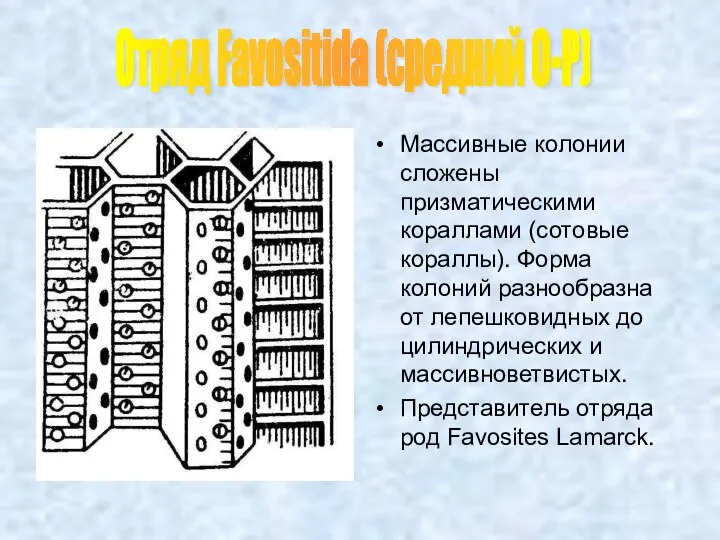 Массивные колонии сложены призматическими кораллами (сотовые кораллы). Форма колоний разнообразна от