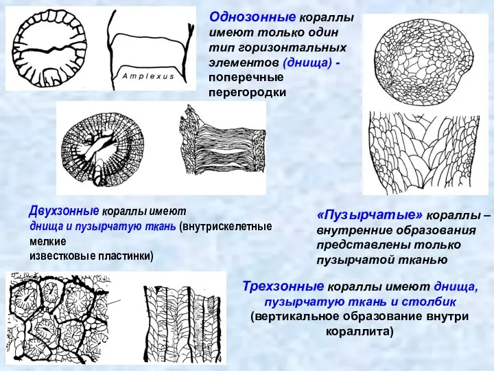 Однозонные кораллы имеют только один тип горизонтальных элементов (днища) - поперечные