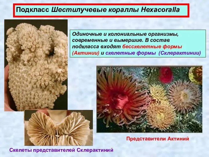 Подкласс Шестилучевые кораллы Hexacoralla Одиночные и колониальные организмы, современные и вымершие.