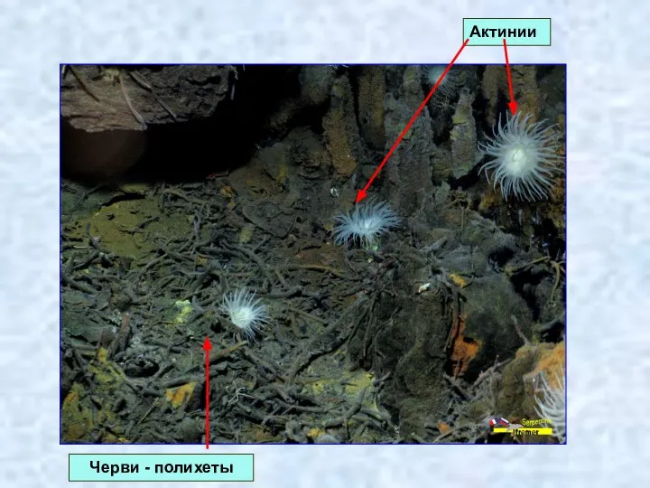 Актинии Черви - полихеты