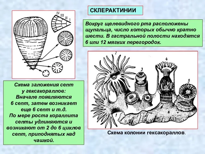 Вокруг щелевидного рта расположены щупальца, число которых обычно кратно шести. В