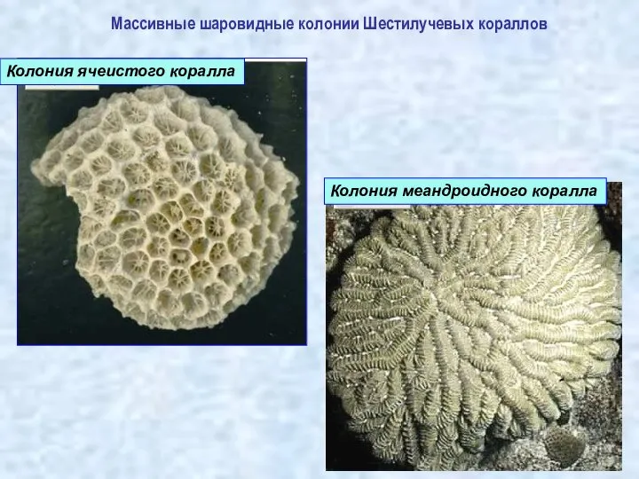 Массивные шаровидные колонии Шестилучевых кораллов Колония ячеистого коралла Колония меандроидного коралла