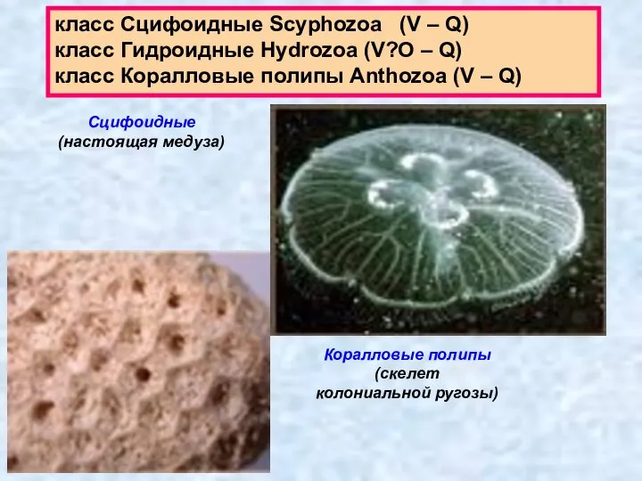 класс Сцифоидные Scyphozoa (V – Q) класс Гидроидные Hydrozoa (V?O –